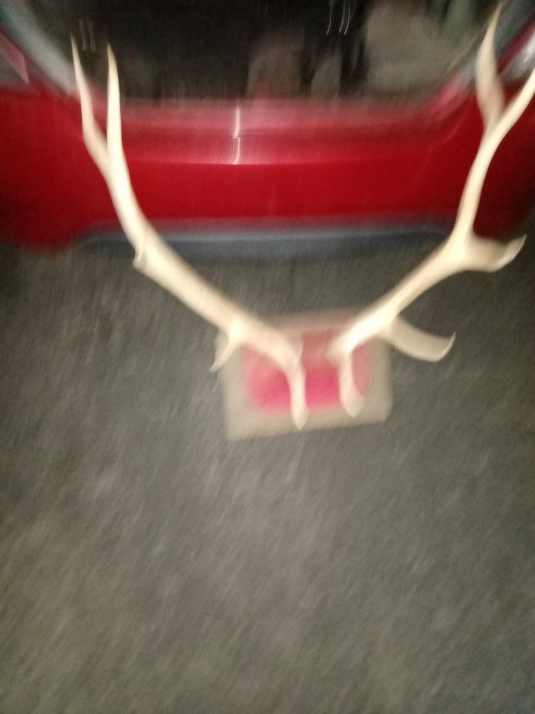 Antlers