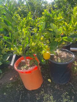 Fruiting Age - 5 Gallon Size- Citrus Trees