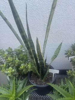 Snake Plant ( Last One)