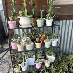 Potted Succulents $5-$18 Depending On Pot & Size