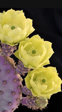 Gorgeous, Santa, Rita, prickly pear for sale