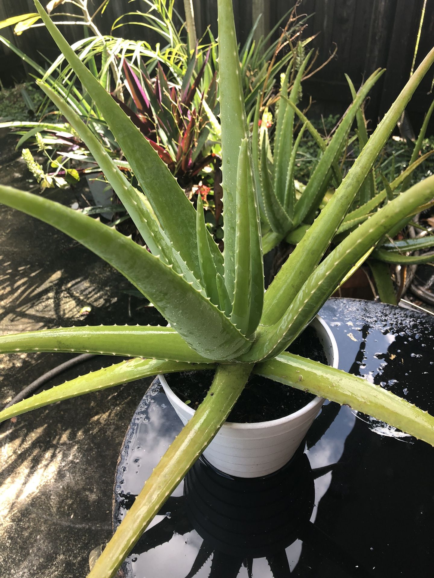 Aloeganics Aloe, Variety Of  Sizes Of Plants