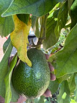 reed avocado