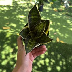 Mini Snake Plant 