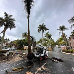 Palm Installation, Landscaping Services 