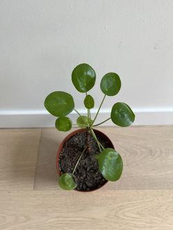 pilea peperomioides Chinese Money Plant - 6 Inch Plant 
