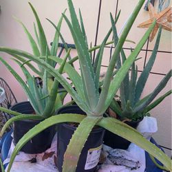 Aloe Plants (Various Sizes)