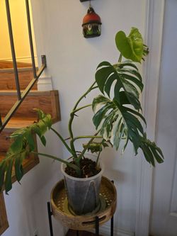 Albo monstera Diferentes Sizes Y Precios