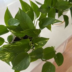 Pothos Plants In 6 Inch White Pot