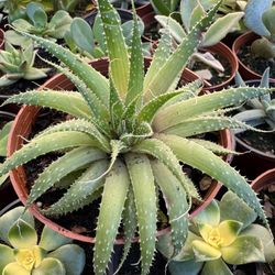 Succulents Plants 4”inch Pot 🪴