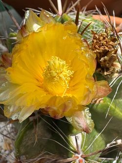Exotic cactus