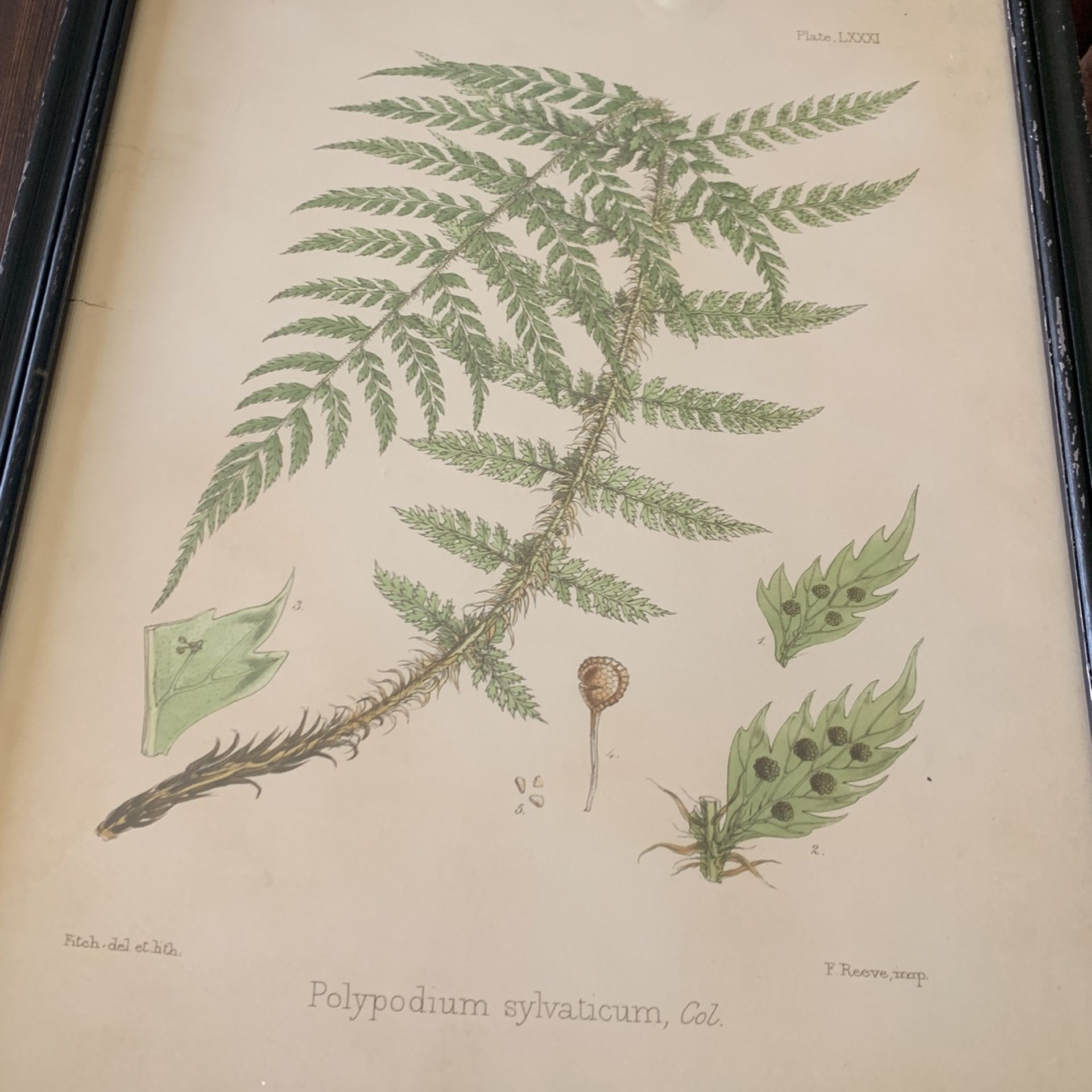 Fern Framed Pictures (set of 2)