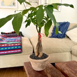 Pachira aquatica Money Tree Plant in vintage terracotta