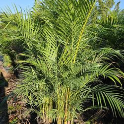 arecas all sizes available staring 3 feet 4 feet 5 feet 6 feet 7 feet 8 feet 9 feet 10 feet