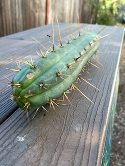 Misplant trichocereus peruvianus hybrid seedling