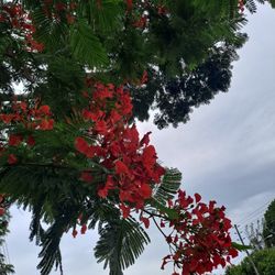 Poinciana Tree. Seed Pods
