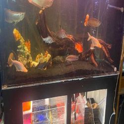 Giant Aquarium Tank - Spacious & Magnificent cost different