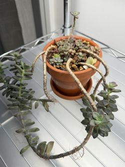 Graptosedum Bronze 