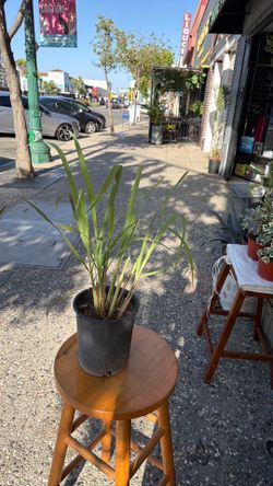 Lemon grass plant