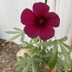 Kenaf Plant (Malva Roja