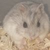 Hamsterlover8637