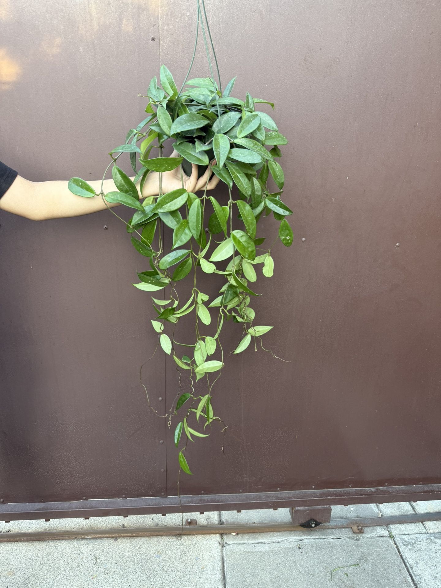 6” Hoya Jade