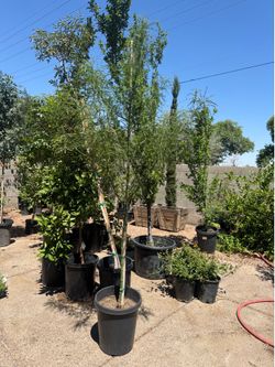 Planta de palo verde