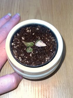 Philodendron pink princess baby