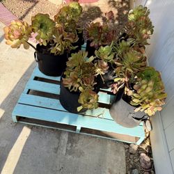 Succulents