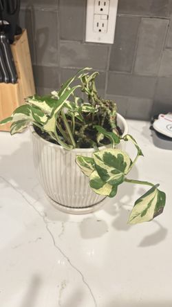 Pearl And Jade Pothos 