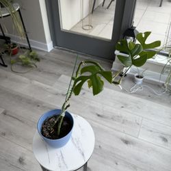Monstera Plant – $15 With The Pot 