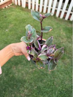 Tradescantia Nanouk Plant In 4” Pot