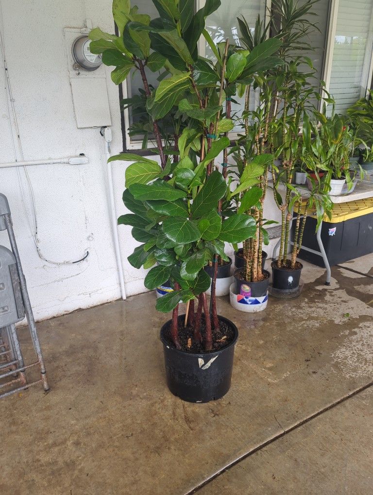 Ficus Fiddle Indoor Plants 14 Inch Pot 6 Feet Tall