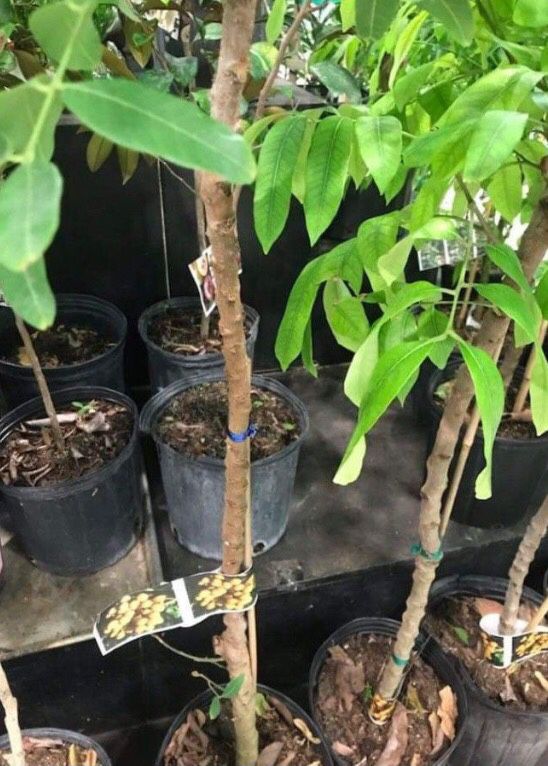 Longan Dragon Eye Dimocapus Kohala Seedling Starter Plant In 2 Gallon Pot