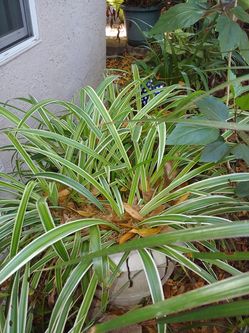 Big pot spider plant