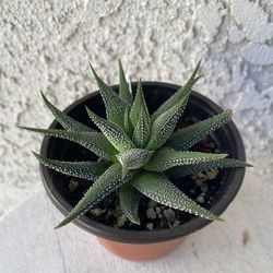 4 Inch Pot Succulent Plant - Aristaloe Aristata - Lace Aloe - Rooted & Established Plant - Drought Resistant - 🪴