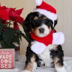 Dog Cat Pet Santa Hat Scarf  Collar Bow Tie Christmas Costume  Puppy Kitten Small Cats Dogs Pets