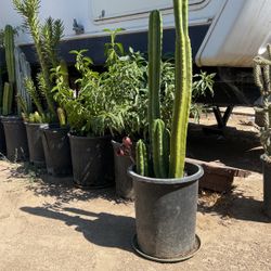 Cactus Plants 