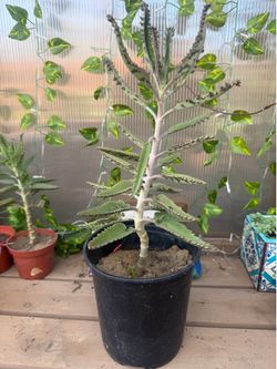 Plant