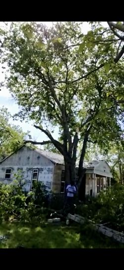 Tree Jobs/ Corto Arboles 