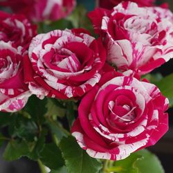 Rare European, Japan rose plants : Julio Iglesias 