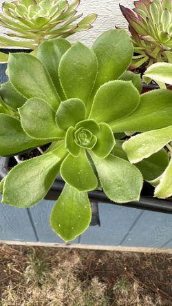 Green Aeonium