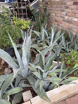 Agave plants   $10 sm  $15med