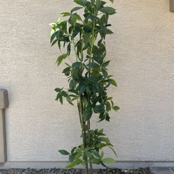 Artificial Tree. 6 Feet Tall. Like New 
