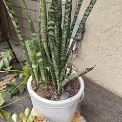 Plants! Succulents, Monstera, And More!