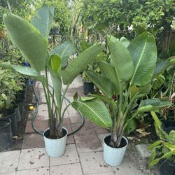 Bird Of Paradise 4 Feet