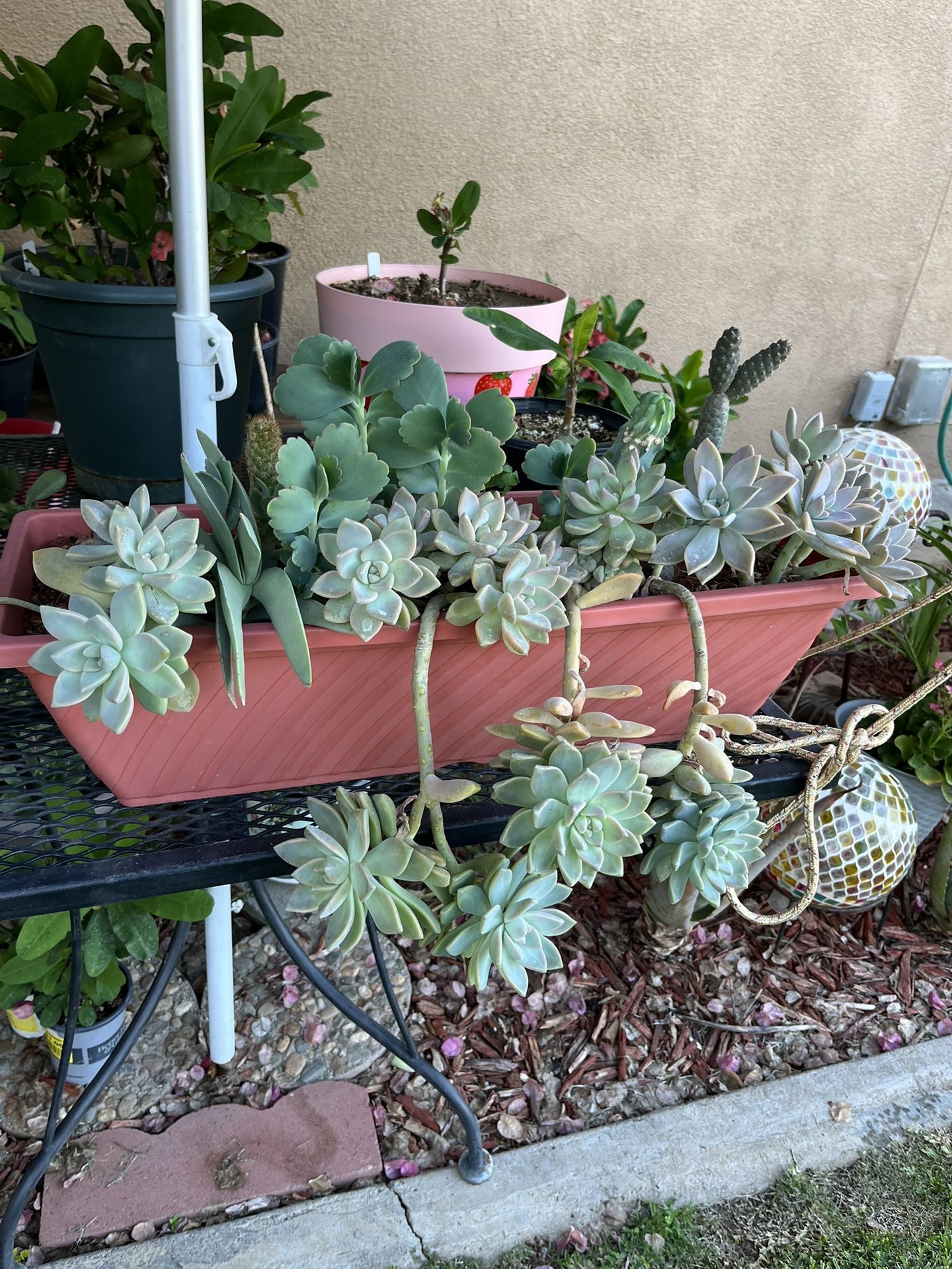 Succulent Plants