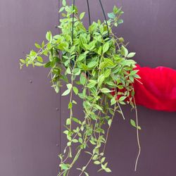 6” peperomia beetle 