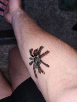 Pink toed tarantula