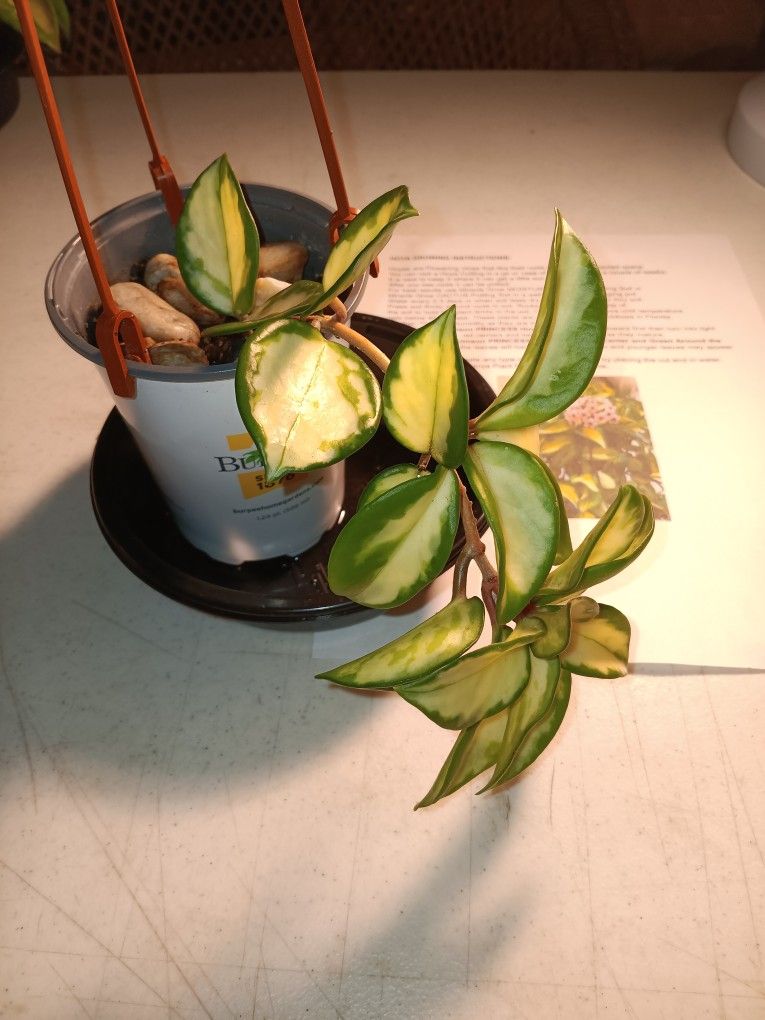 Krimson Princess Variegated Hoya Plant $15 -Ship $9 Or Deltona, Fl Pickup
